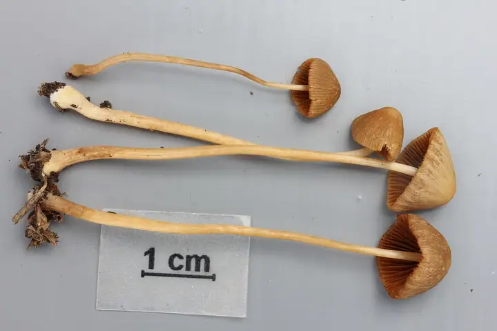 Stożkówka kosmatotrzonowa (Conocybe pulchella)