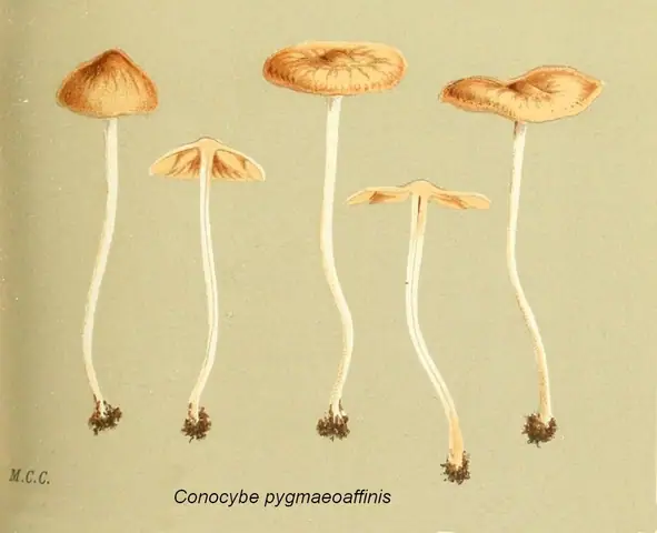 Stożkówka kremowoochrowa (Conocybe pygmaeoaffinis)