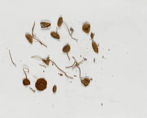 Stożkówka mięsnoczerwona (Conocybe fragilis)