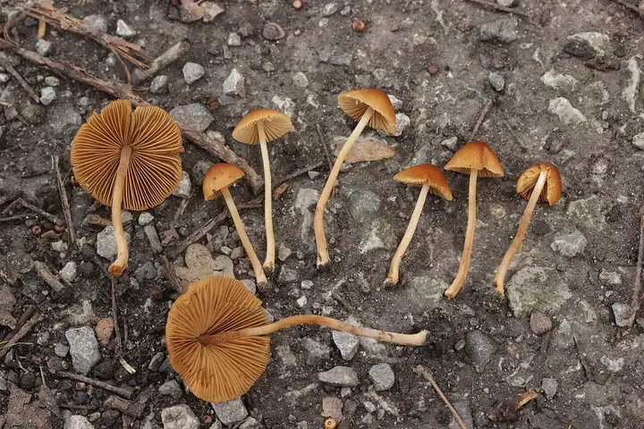 Stożkówka ochrowordzawa (Conocybe mesospora)