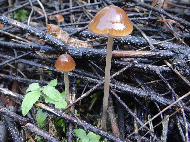 Stożkówka omączonotrzonowa (Conocybe rickeniana)