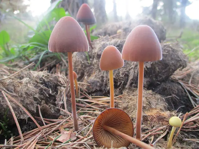 Stożkówka owłosiona (Conocybe pubescens)