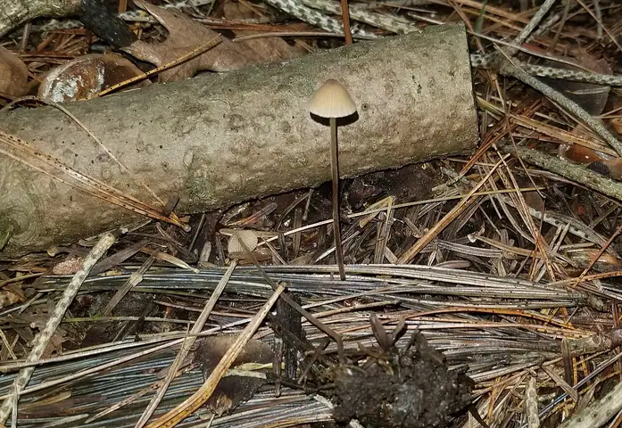 Stożkówka owłosionotrzonowa (Conocybe velutipes)