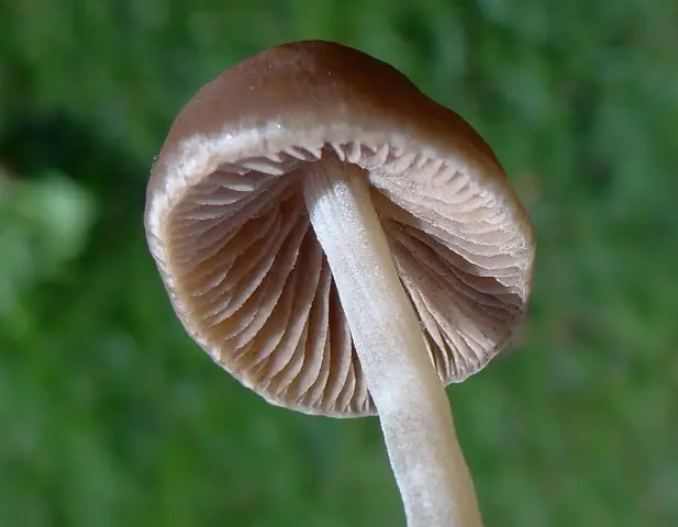 Stożkówka prążkowanotrzonowa (Conocybe striaepes)