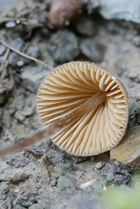 Stożkówka szarooliwkowa (Conocybe moseri)