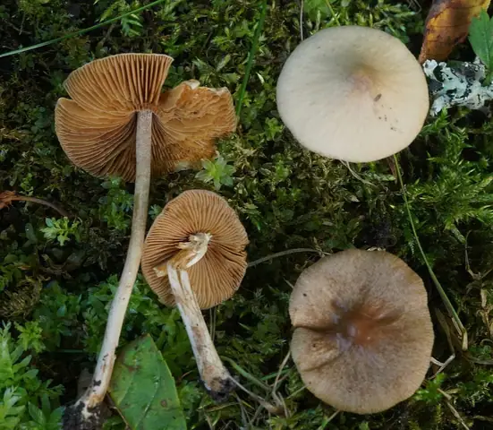 Stożkówka wielkogłowa (Conocybe macrocephala)
