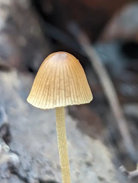 Stożkówka wielkozarodnikowa (Conocybe macrospora)
