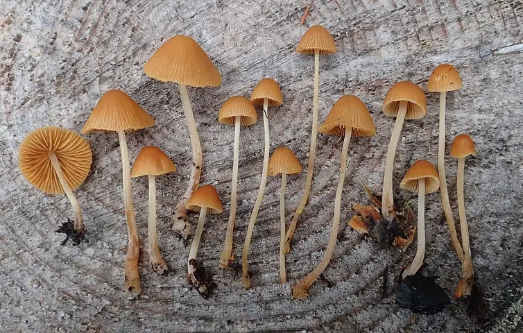 Stożkówka włochata (Conocybe mairei)