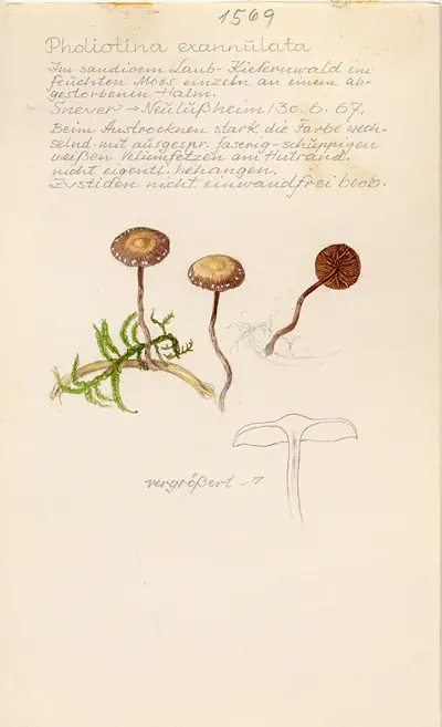 Stożkówka włóknistotrzonowa (Conocybe exannulata)