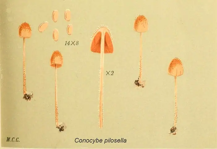 Stożkówka zamszowata (Conocybe pilosella)