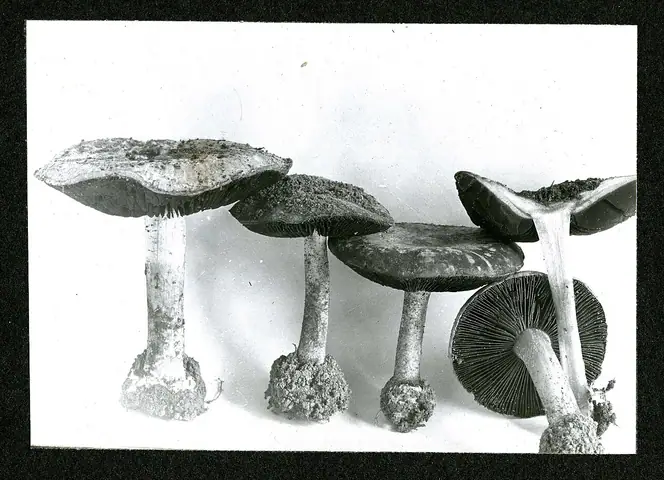 Stożkówka zasłonakowa (Conocybe intrusa)
