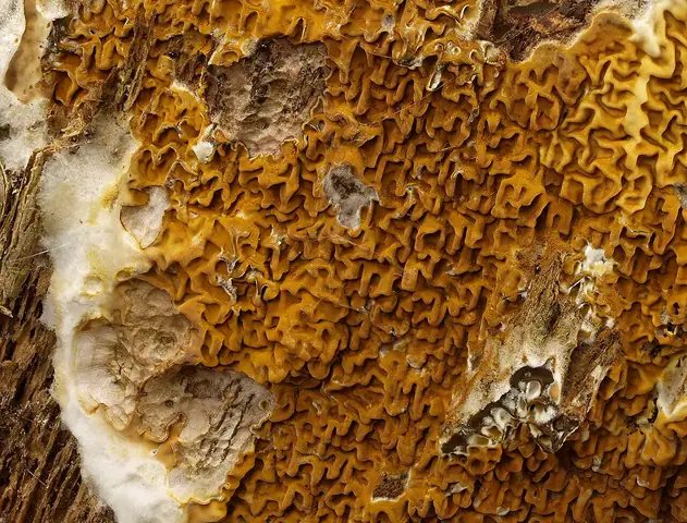 Stroczek leśny (Serpula himantioides)