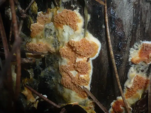 Strocznica pomarańczowa (Leucogyrophana mollusca)