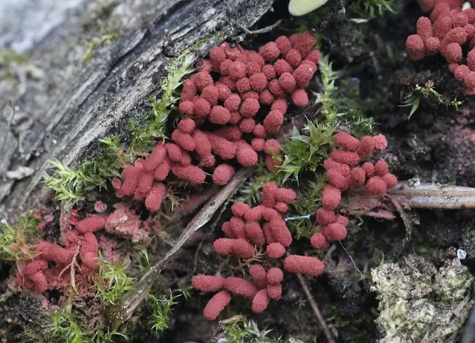 Strzępek skupiony (Arcyria stipata)