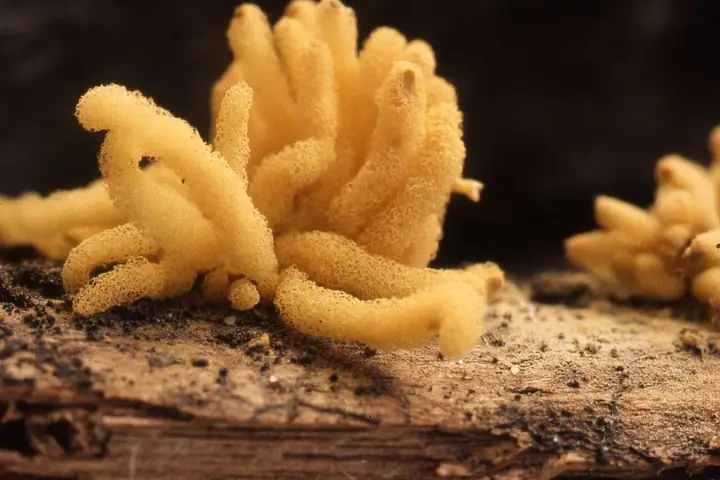 Strzępek zwisły (Arcyria obvelata)