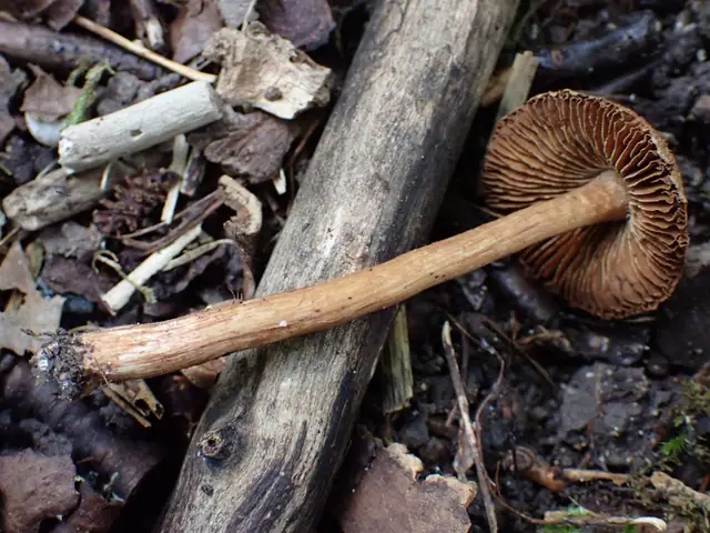 Strzępiak bodziszkowy (Inocybe geraniodora)