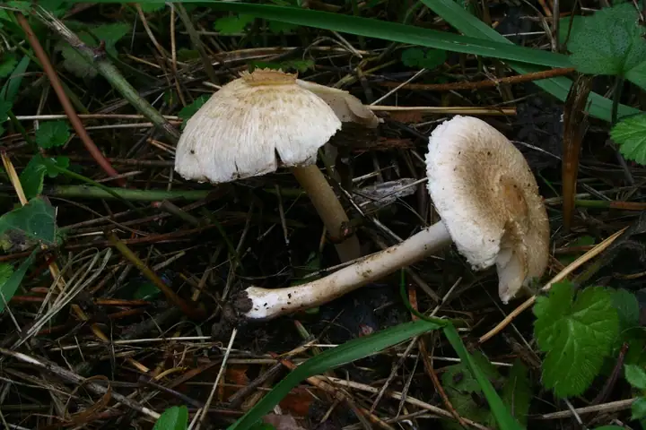 Strzępiak brązowaworóżowy (Inocybe sindonia)