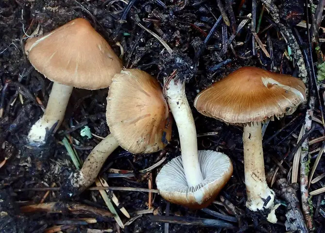 Strzępiak brązowoczarny (Inocybe fuscidula)