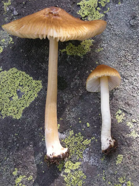 Strzępiak brązowożółtawy (Inocybe praetervisa)