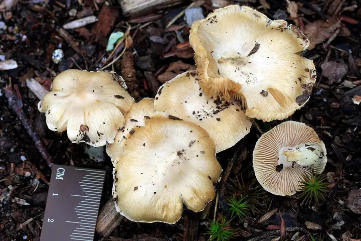 Strzępiak bzowy (Inocybe sambucina)