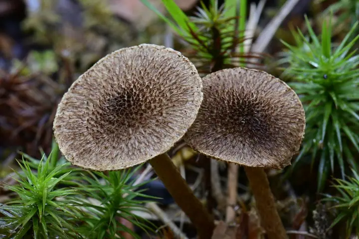 Strzępiak ciemnołuseczkowaty (Inocybe leptophylla)