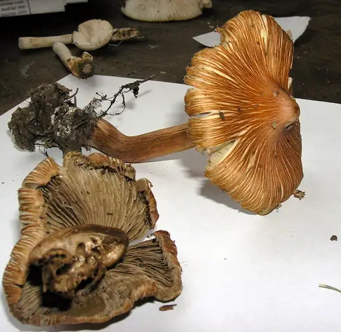 Strzępiak czerwieniejący (Inocybe godeyi)