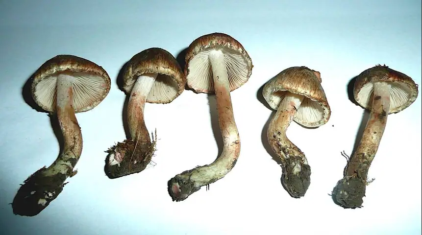 Strzępiak czerwonawy (Inocybe haemacta)
