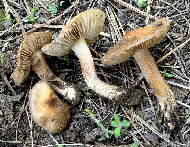 Strzępiak dziwaczny (Inocybe oblectabilis)