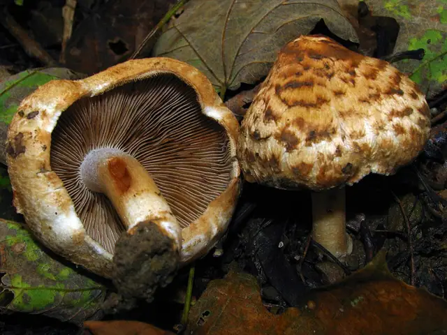 Strzępiak gruszkowonny (Inocybe fraudans)