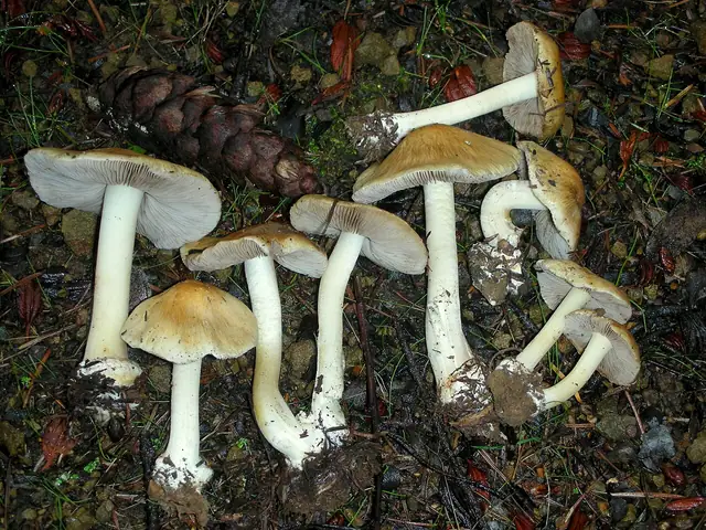 Strzępiak jasnobrzegi (Inocybe mixtilis)