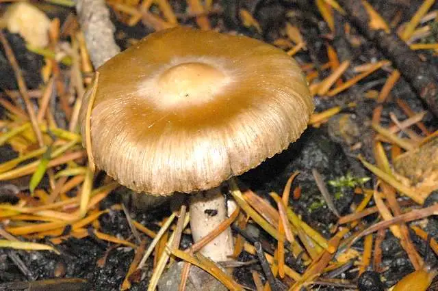 Strzępiak jedwabisty (Inocybe grammata)