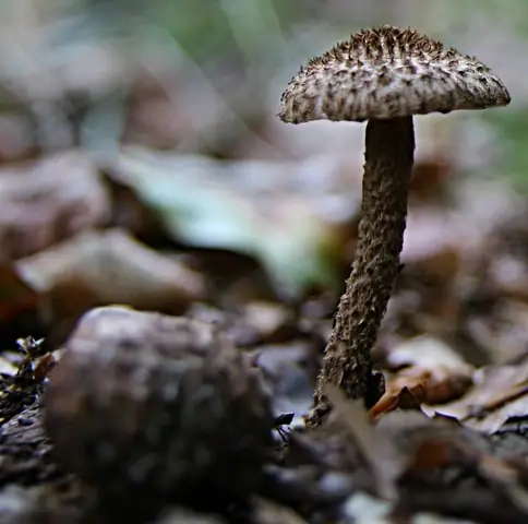 Strzępiak jeżowaty (Inocybe hystrix)