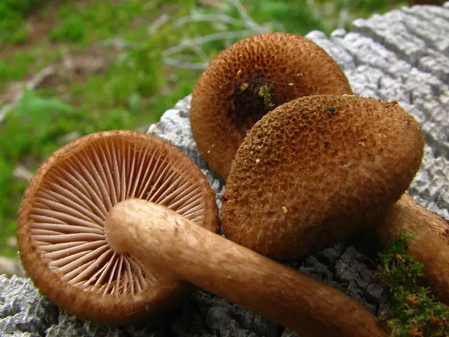 Strzępiak kosmkowaty (Inocybe flocculosa)