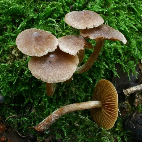 Strzępiak krótkotrzonowy (Inocybe langei)