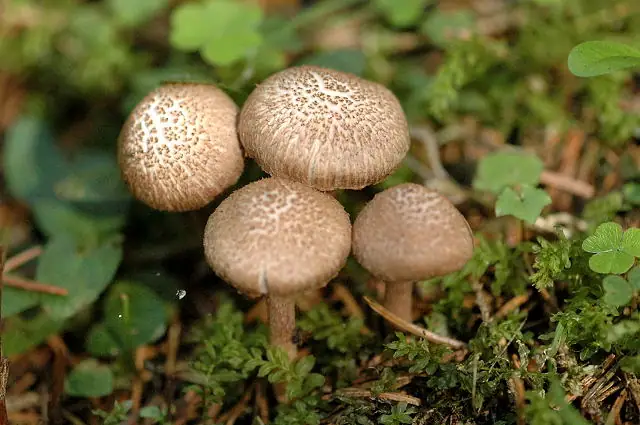 Strzępiak liliowowierzchołkowy (Inocybe cincinnata)