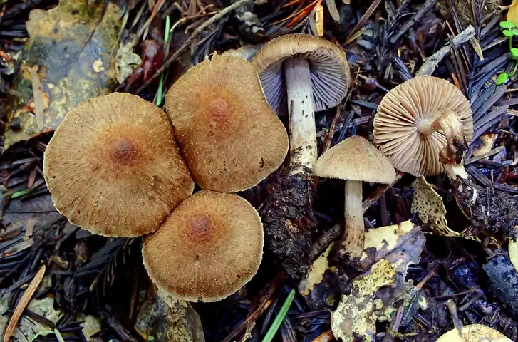 Strzępiak łuseczkowaty (Inocybe pusio)