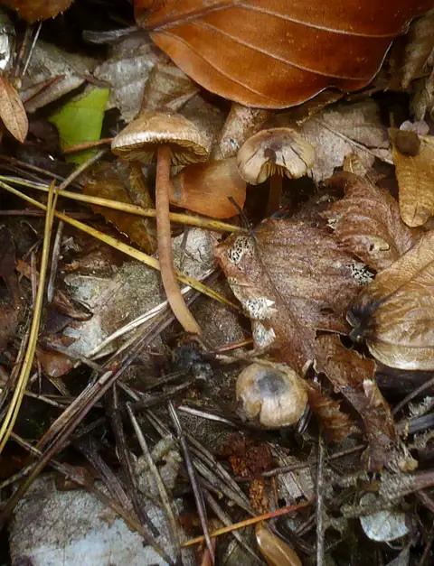 Strzępiak malutki (Inocybe petiginosa)