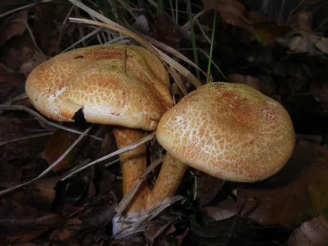 Strzępiak nagi (Inocybe gymnocarpa)