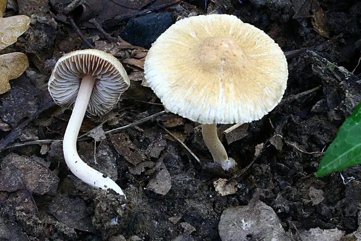 Strzępiak najeżony (Inocybe hirtella)