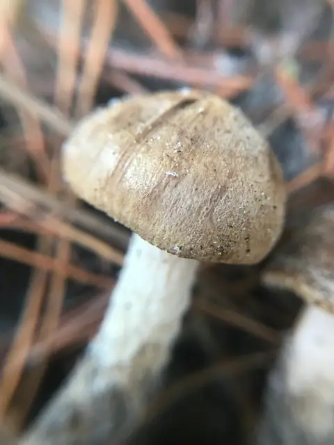 Strzępiak niepozorny (Inocybe decipiens)