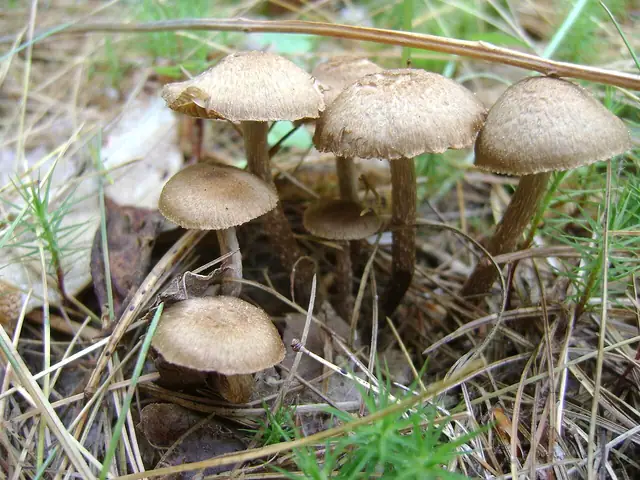 Strzępiak owłosiony (Inocybe calamistrata)