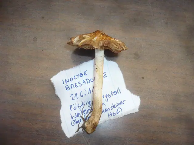 Strzępiak owocowy (Inocybe bresadolae)