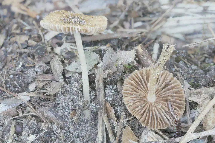 Strzępiak perełkowy (Inocybe margaritispora)