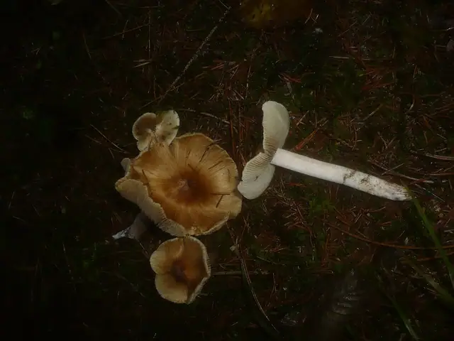 Strzępiak perłowy (Inocybe perlata)