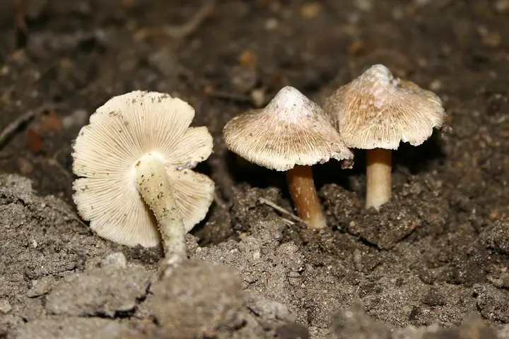 Strzępiak plamisty (Inocybe maculata)