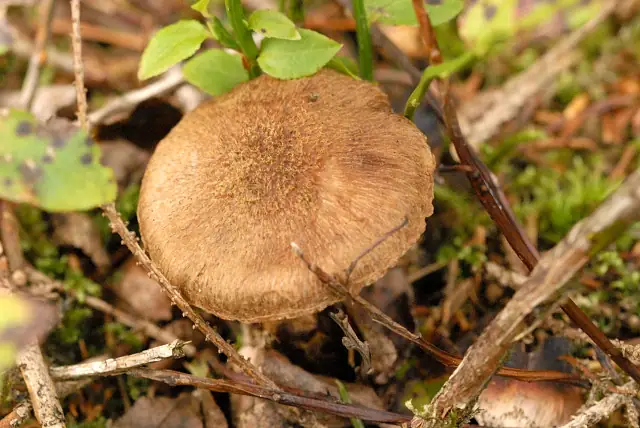 Strzępiak płowy (Inocybe cervicolor)