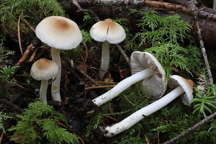 Strzępiak pofałdowany (Inocybe posterula)