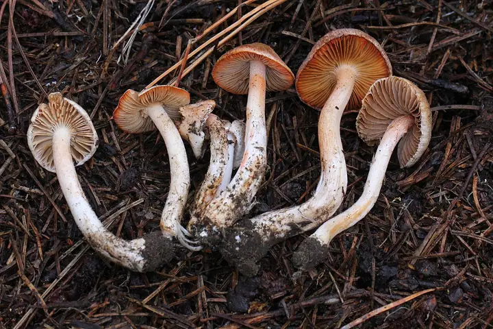 Strzępiak pomarańczowoczerwonawy (Inocybe whitei)