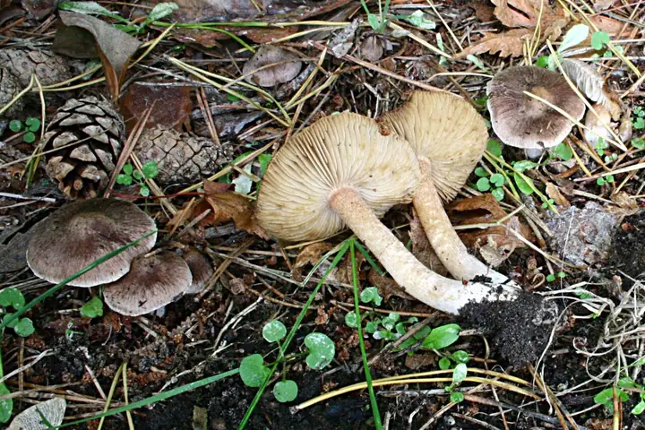 Strzępiak późny (Inocybe nitidiuscula)