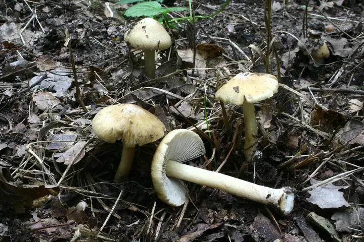 Strzępiak słomkowożółty (Inocybe cookei)